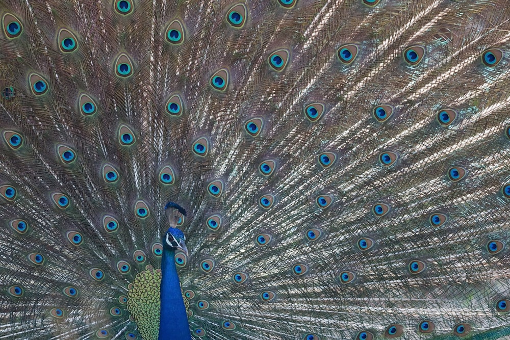 blue peacock