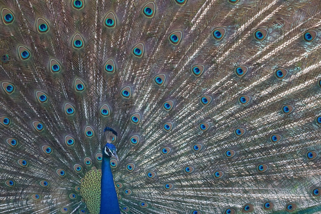 blue peacock