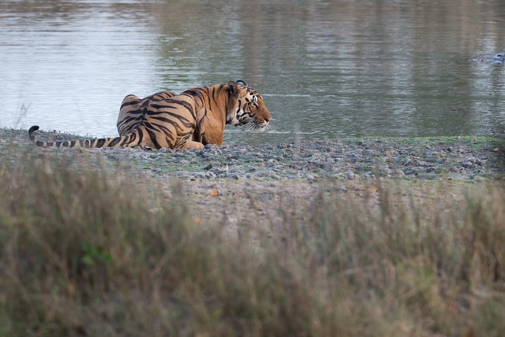black and brown tiger sitting beside body of water