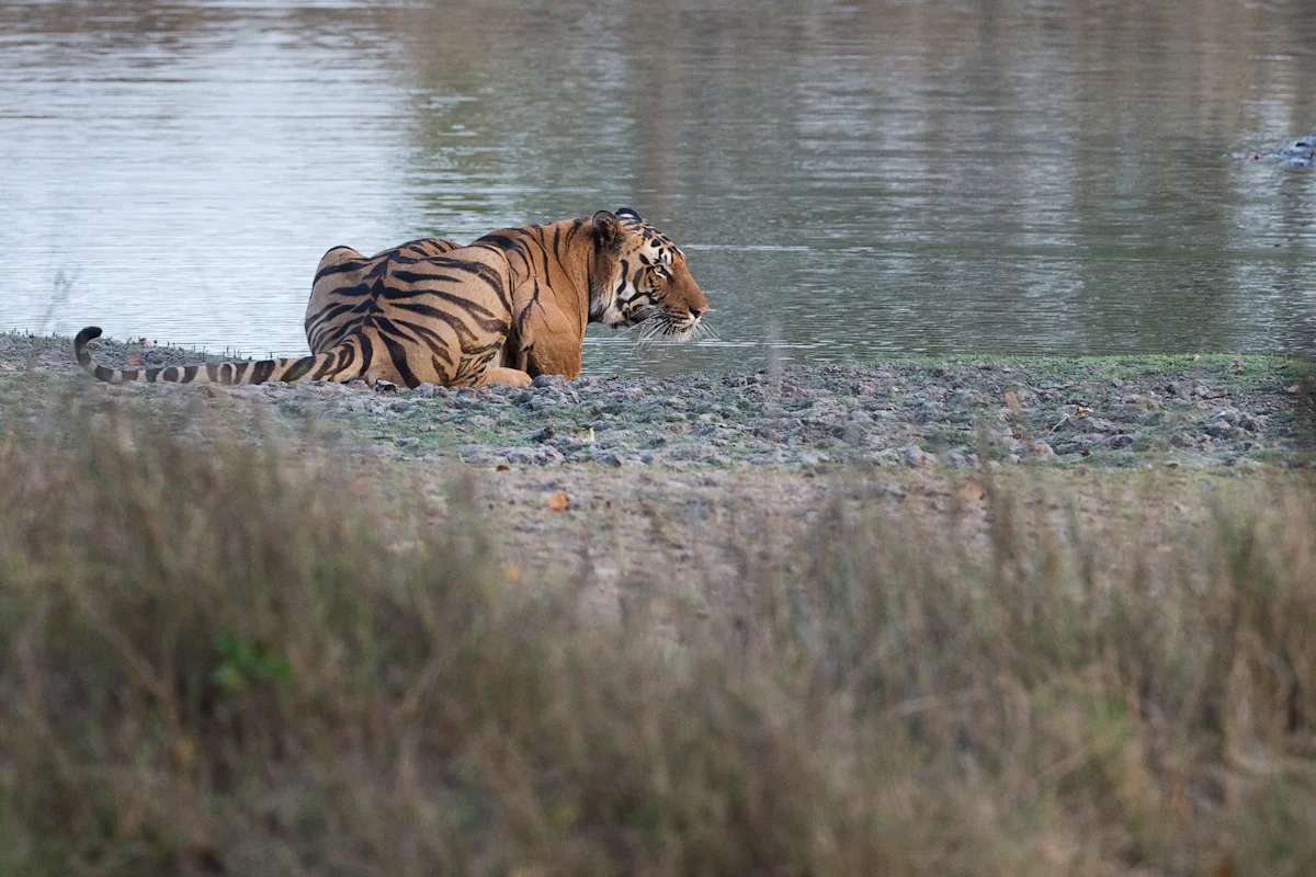Kanha NP