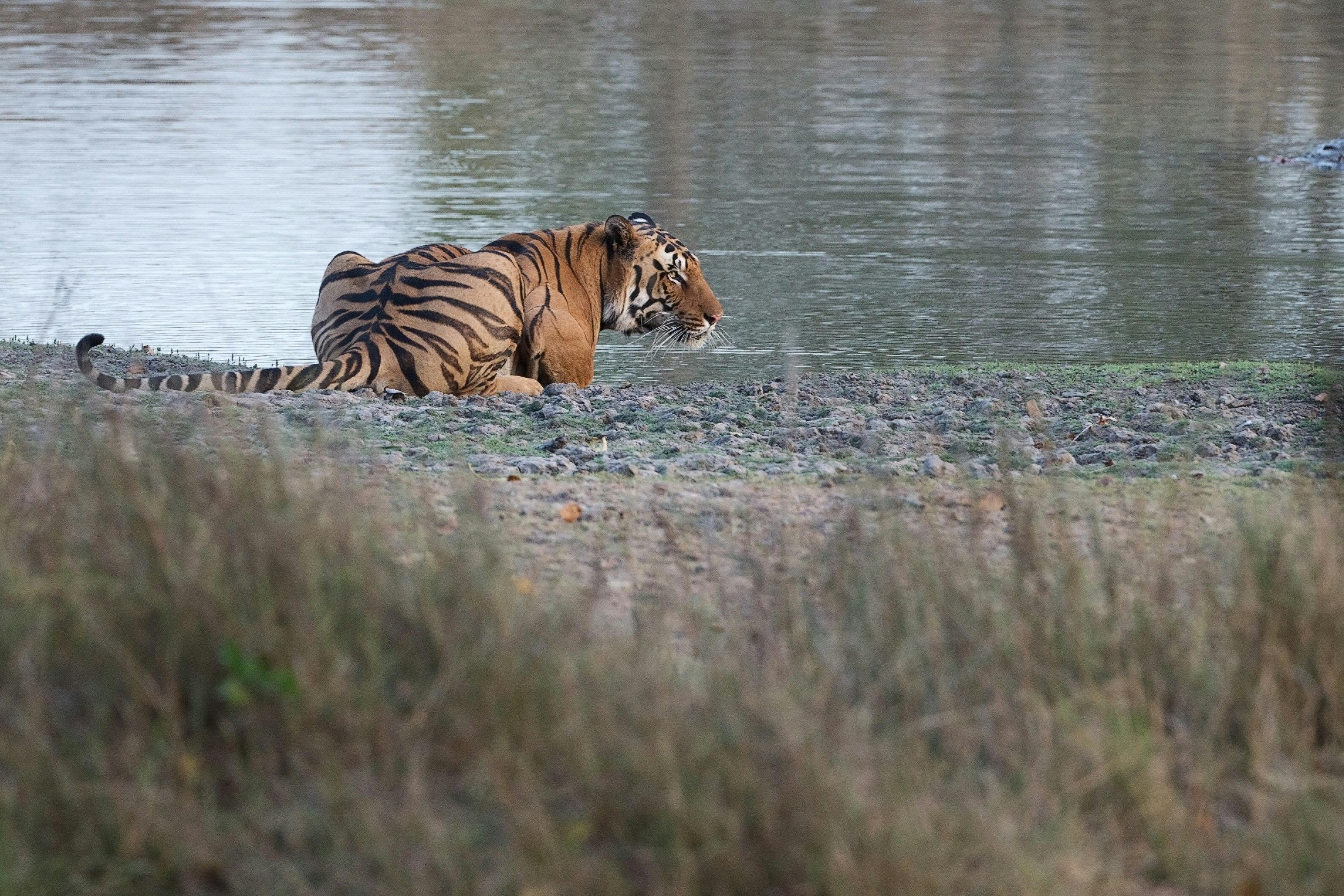 black and brown tiger sitting beside body of water