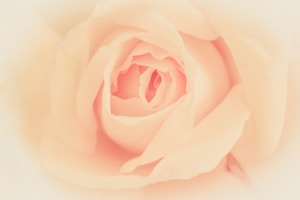 Rose Mist Organza