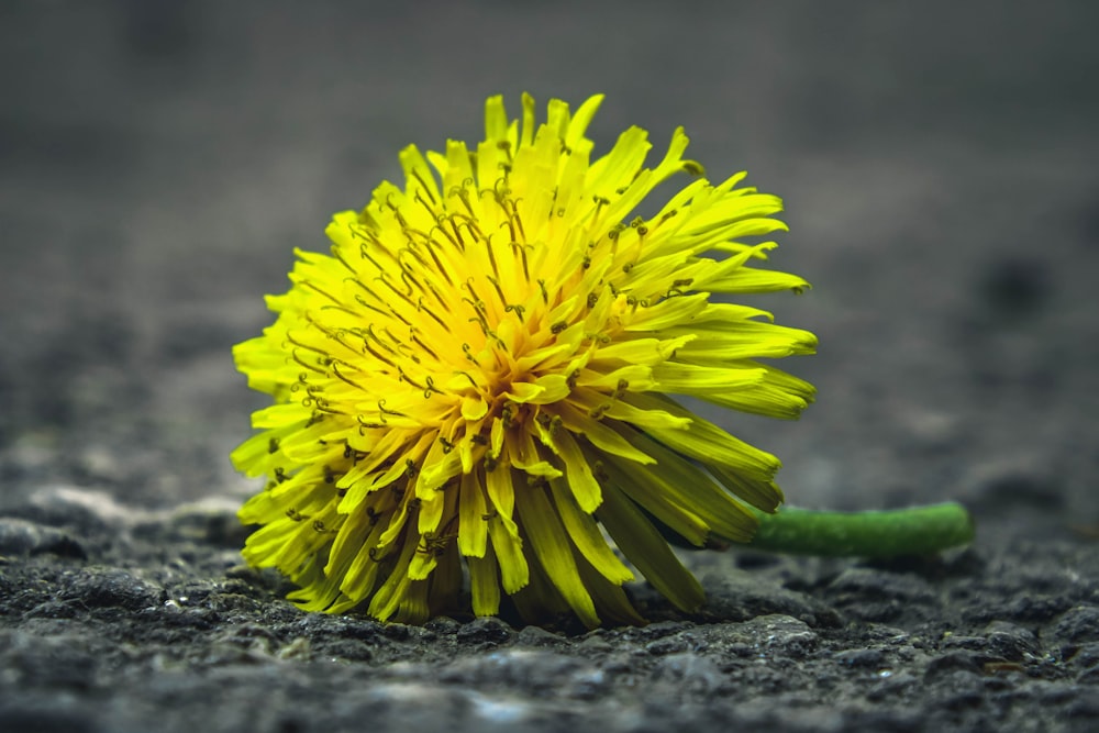 yellow petaled flower