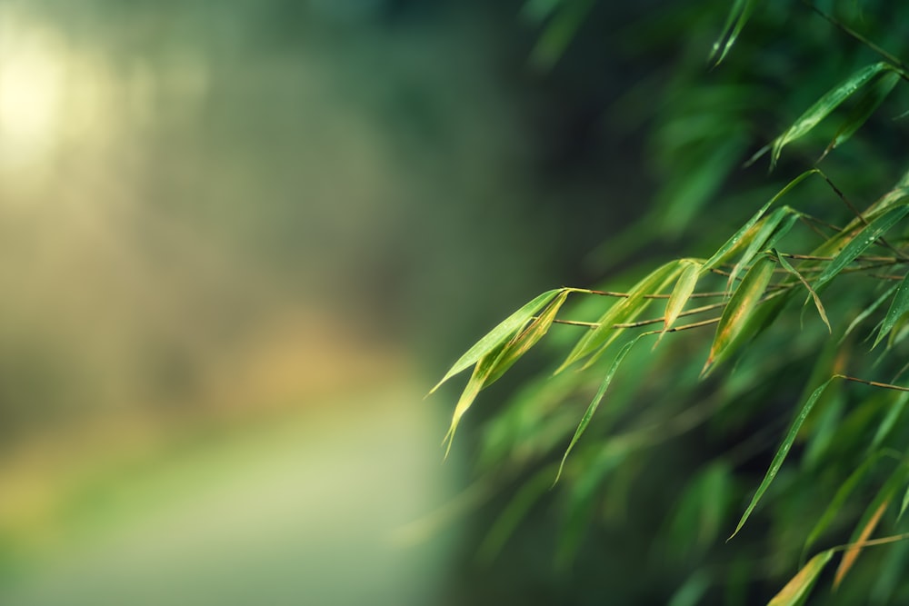 uma foto desfocada de uma árvore de bambu