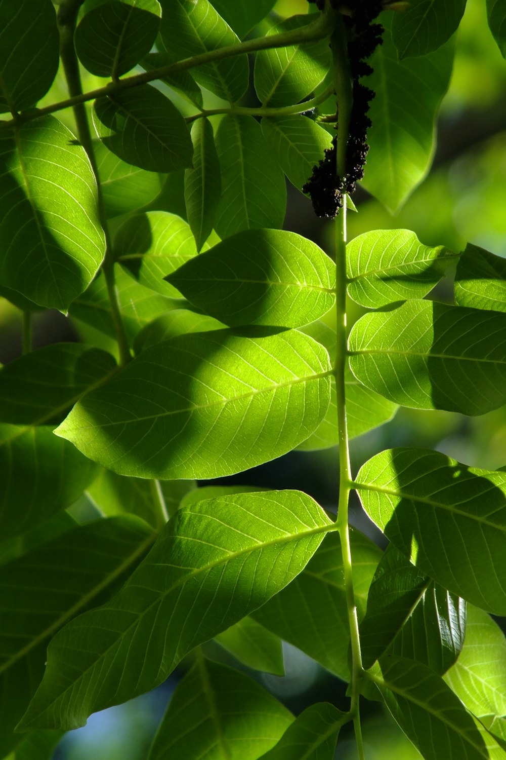 green leafed plant