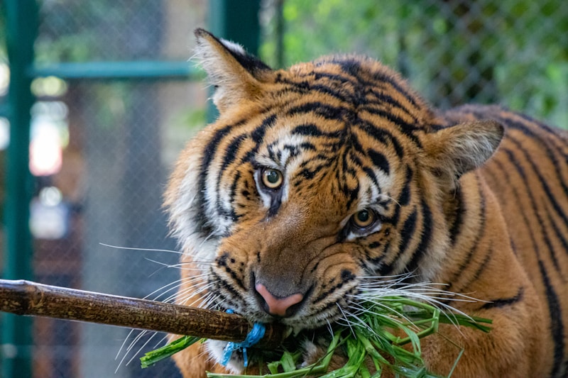 Wildlife-friendly
