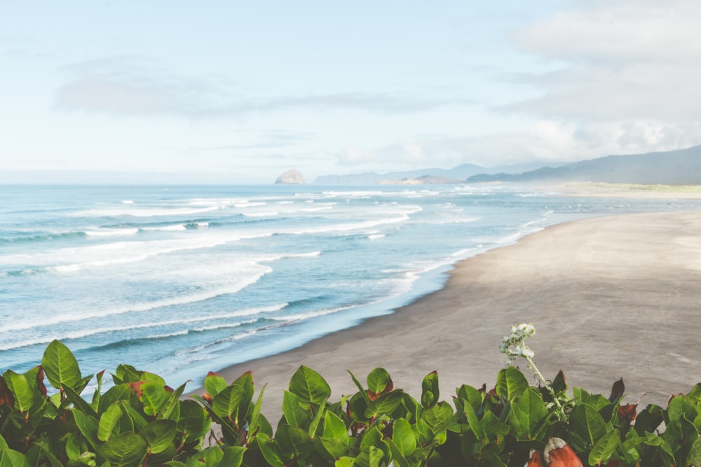 aerial photography of waves splashing on seashore during daytime