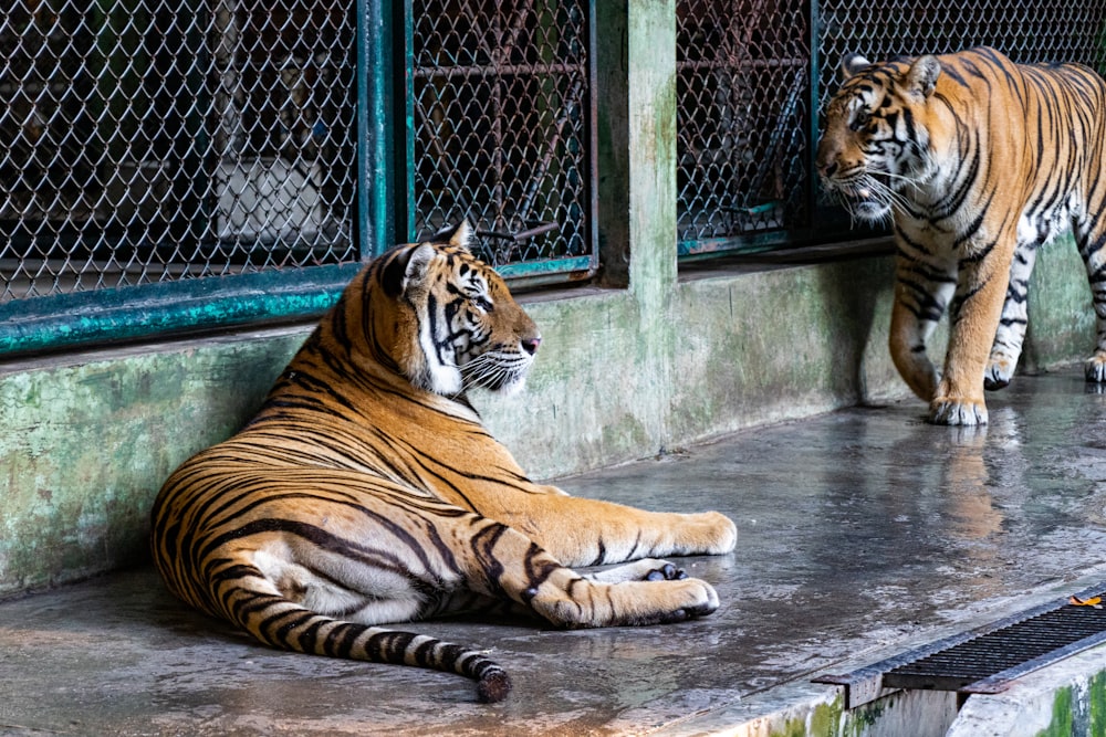 Orangefarbener Tiger, der im Käfig liegt