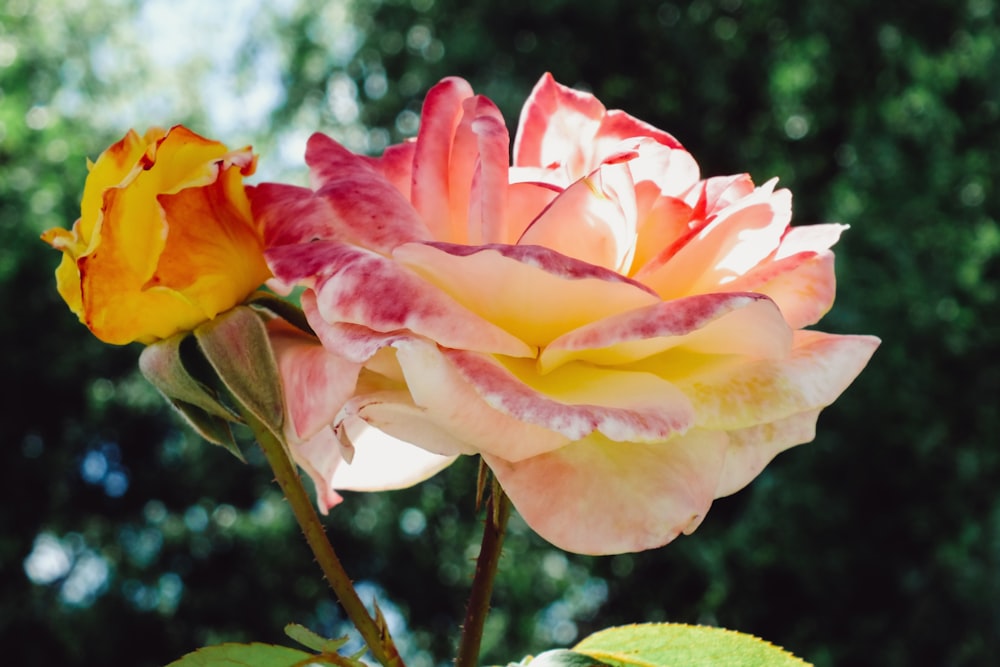 flor de pétalos rojos y amarillos