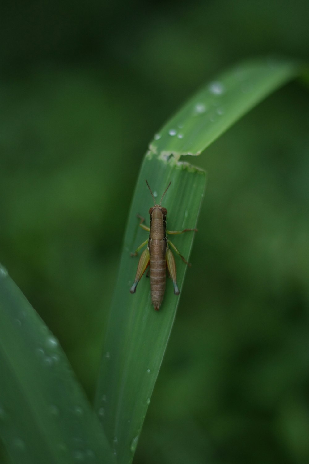 brown grasshopper on grass