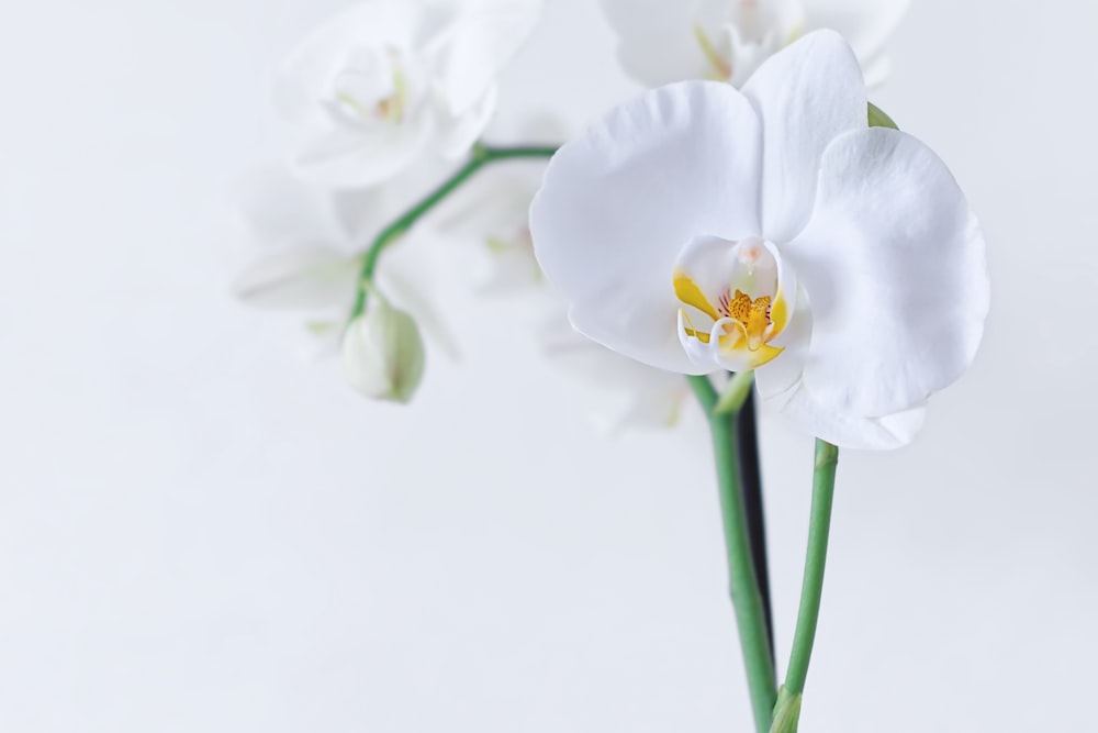 white moth orchid