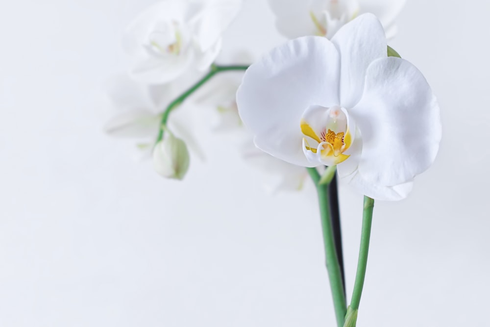 orchidea falena bianca