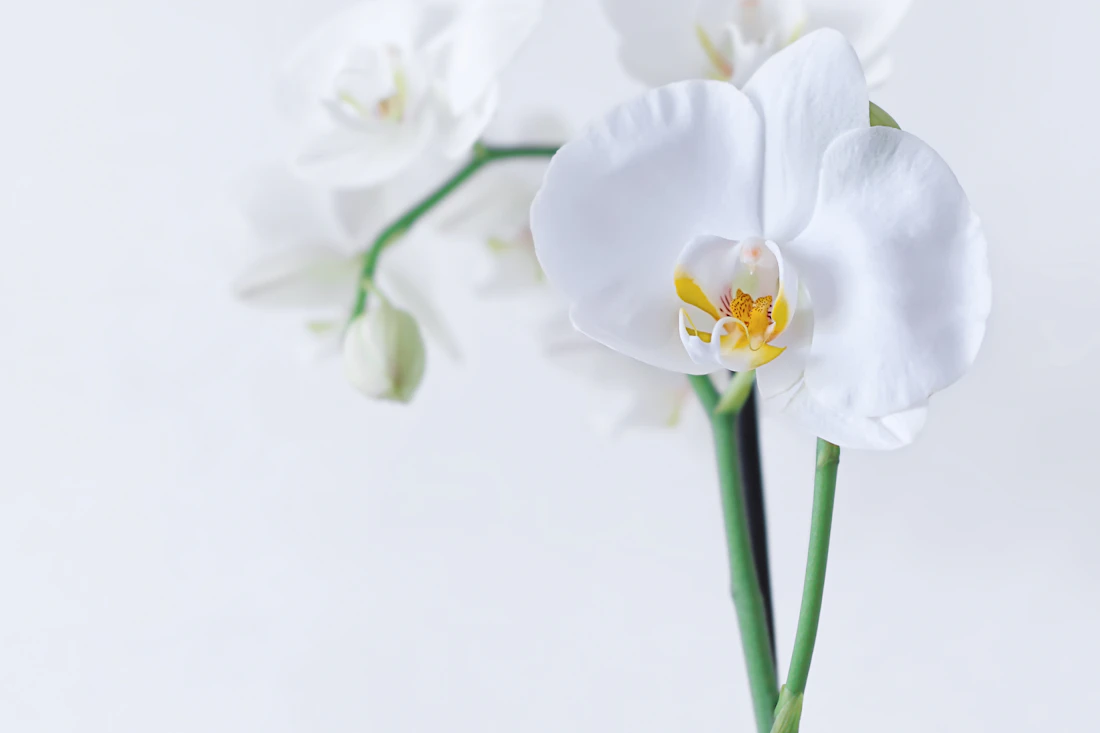 Klassieke witte Phalaenopsis