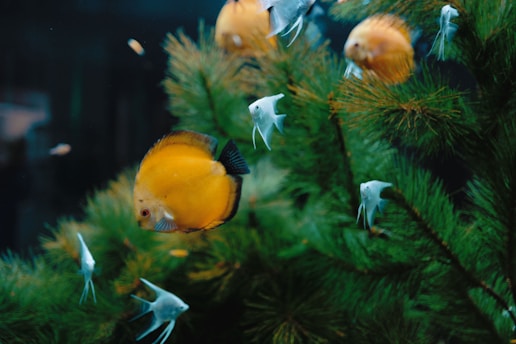 A vibrant underwater scene features several fish swimming among lush green aquatic plants. A prominent yellow fish is in the foreground, surrounded by smaller silvery-white fish. The environment has a serene and natural feel.