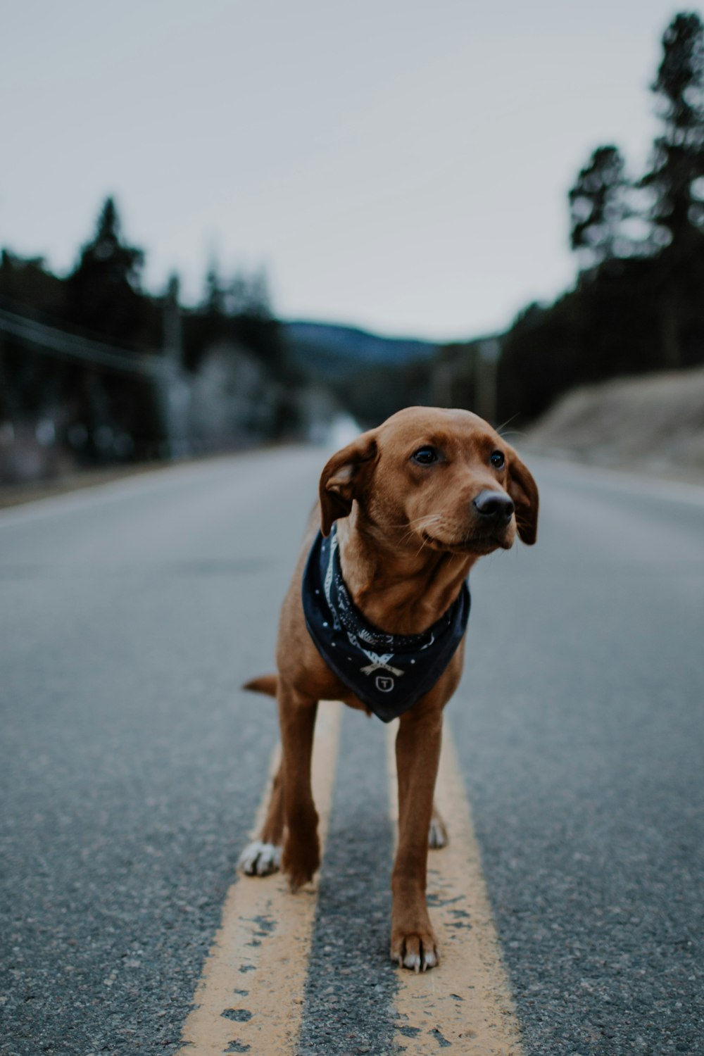 short-coated brown dog