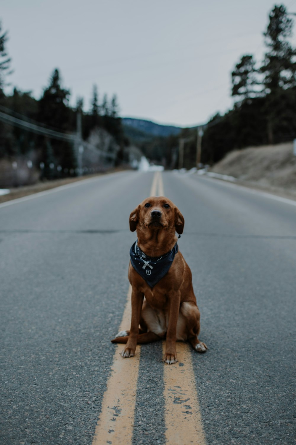 brown dog sitting on paved road