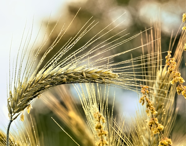 Yellow petaled flowers