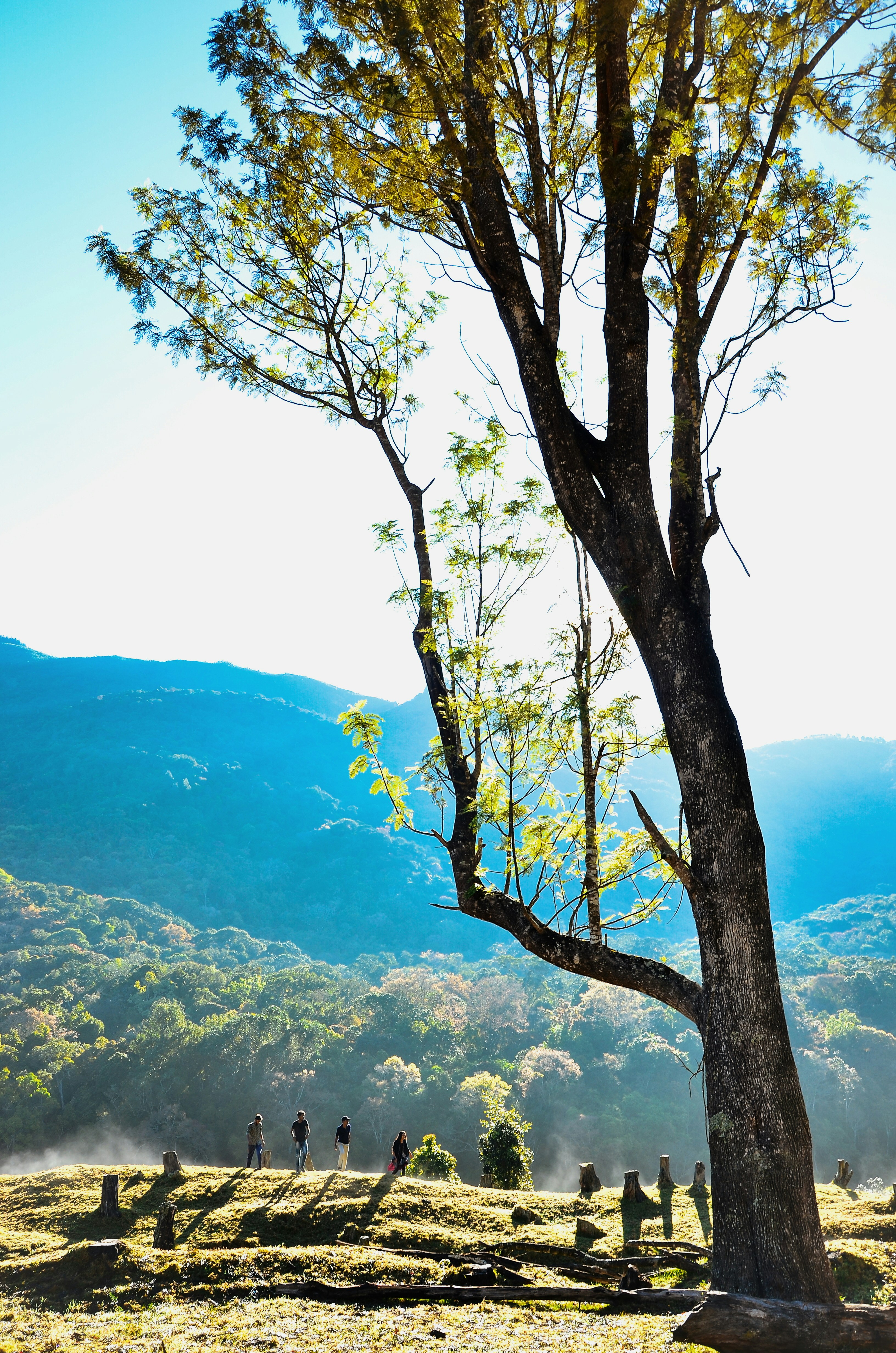 Trees during daytime photo – Free Forest Image on Unsplash