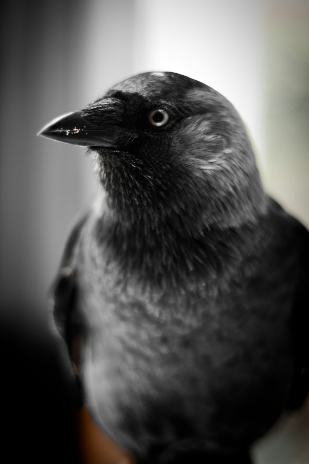 close up photography of bird