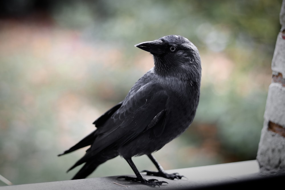 Corbeau noir debout sur brique