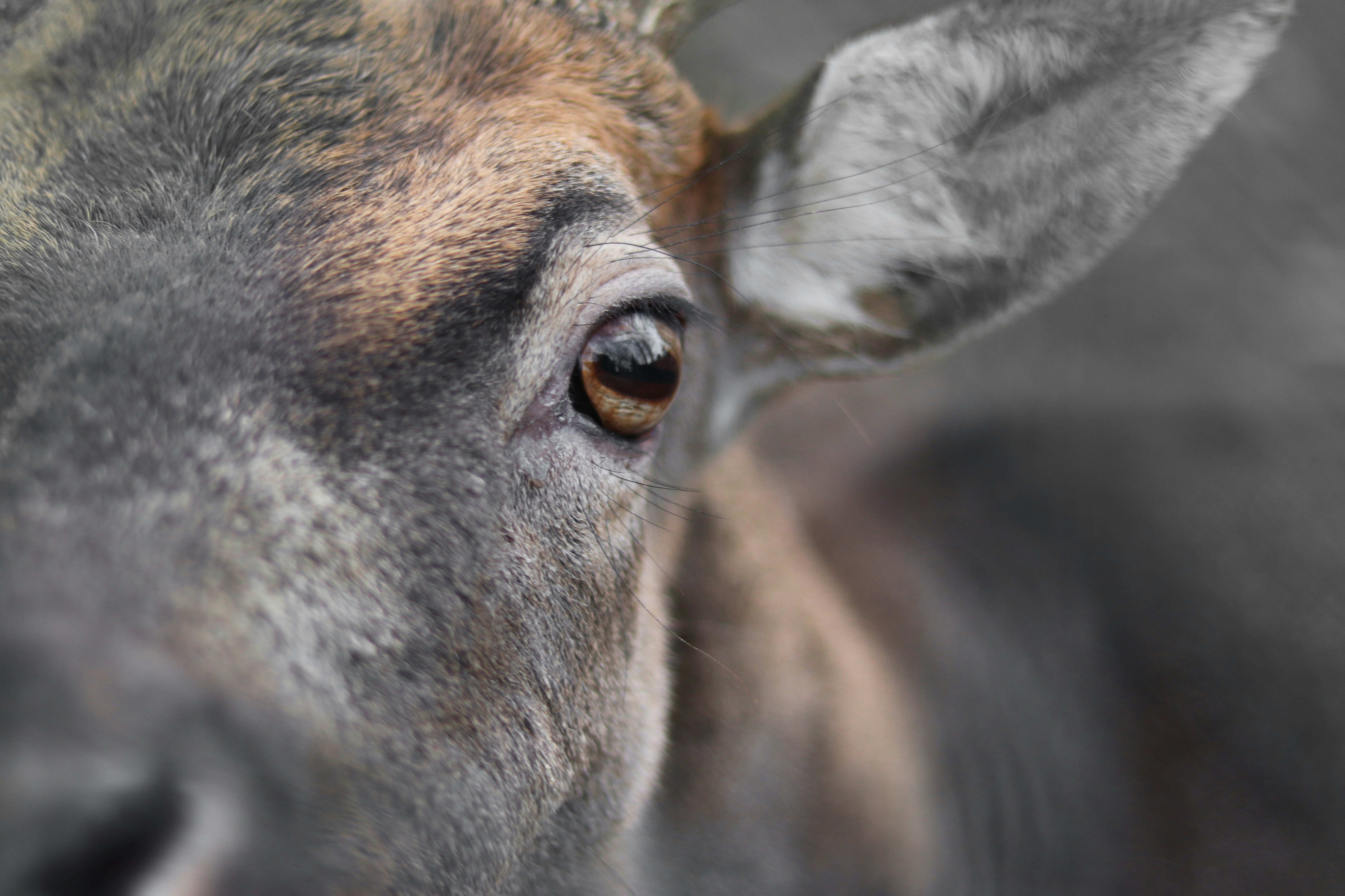 Whitetail Deer Pictures Download Free Images On Unsplash