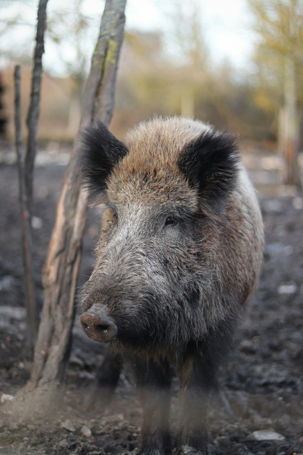 cinghiale