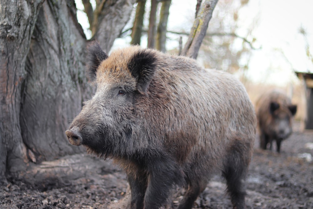 gray wild boar