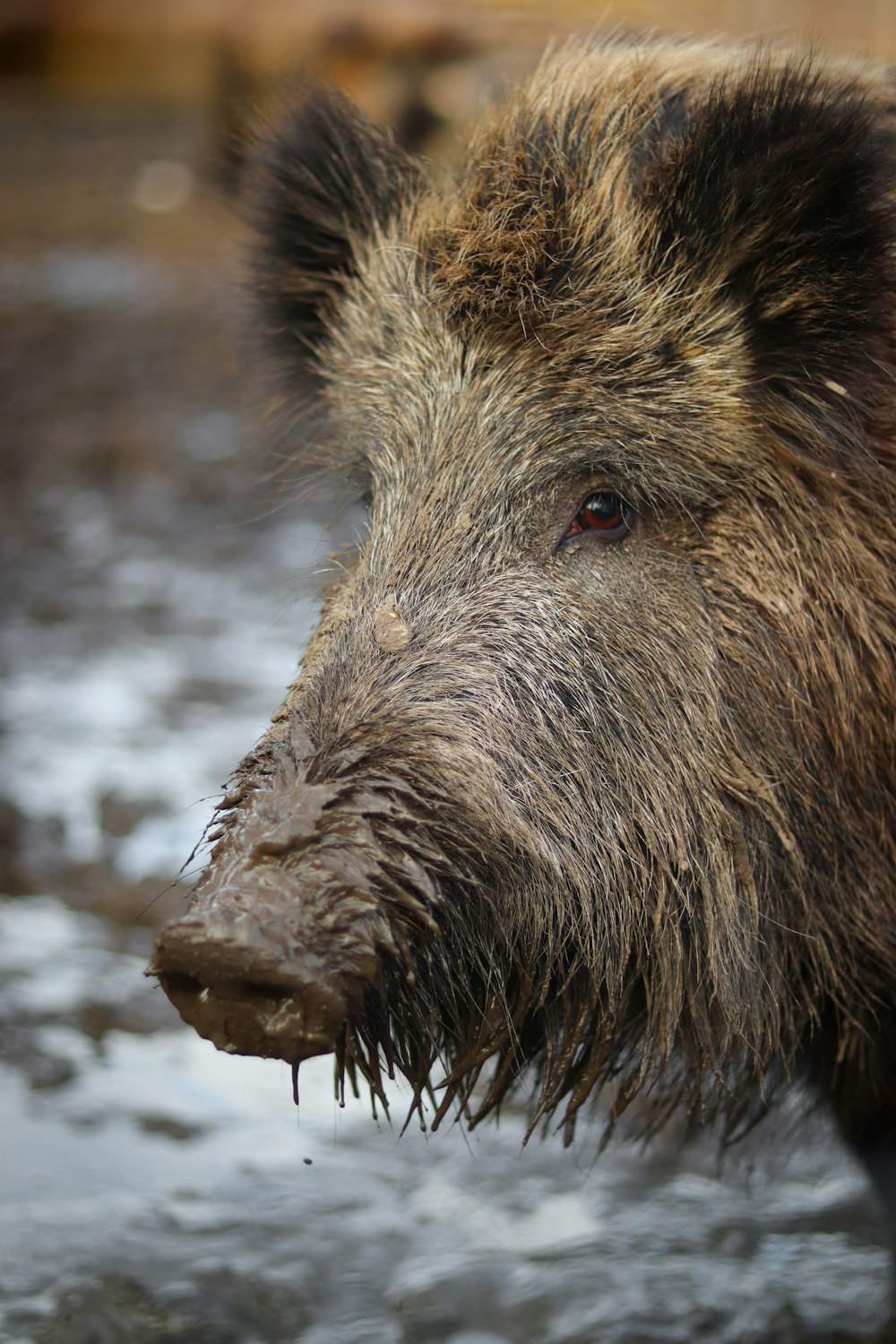 Sanglier brun