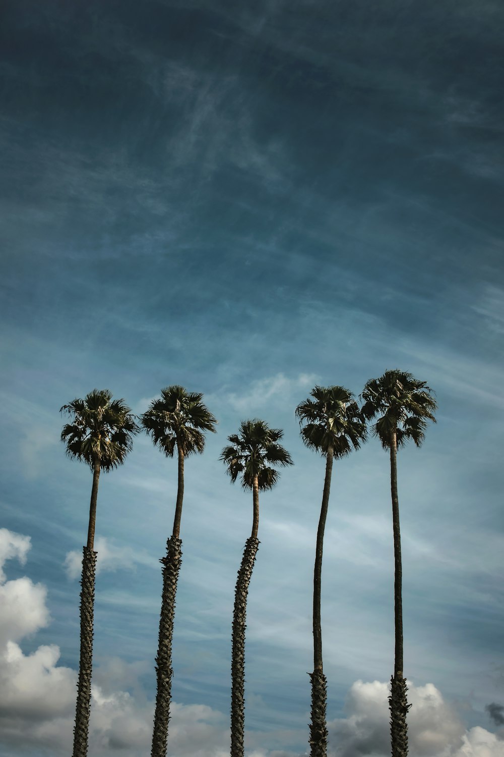 low-angle photography of five green coconut trees