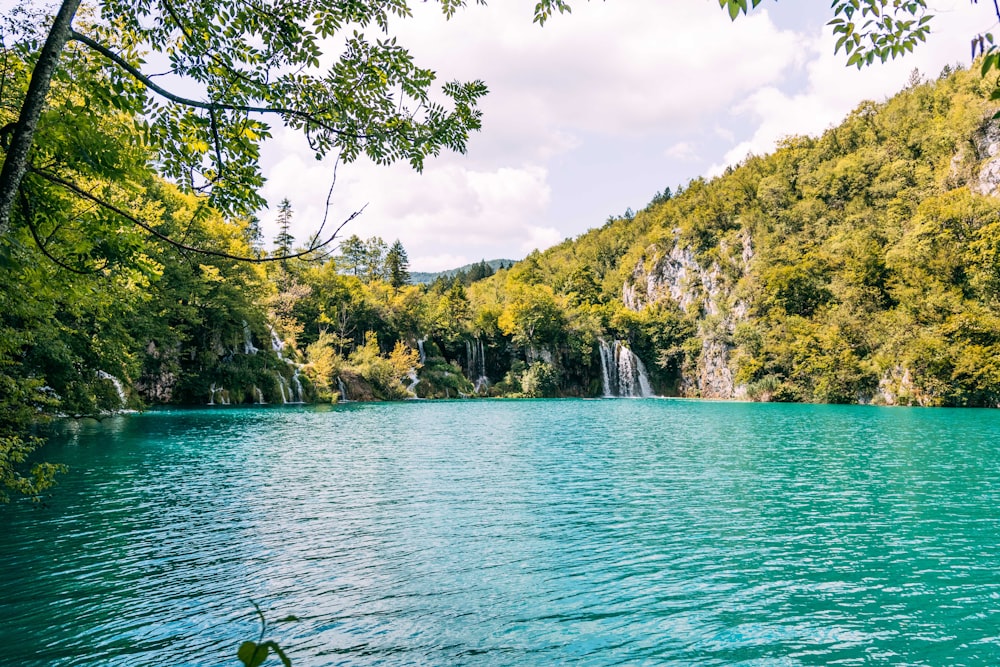 alberi a foglia verde vicino a uno specchio d'acqua