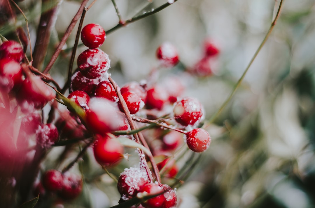 red fruits