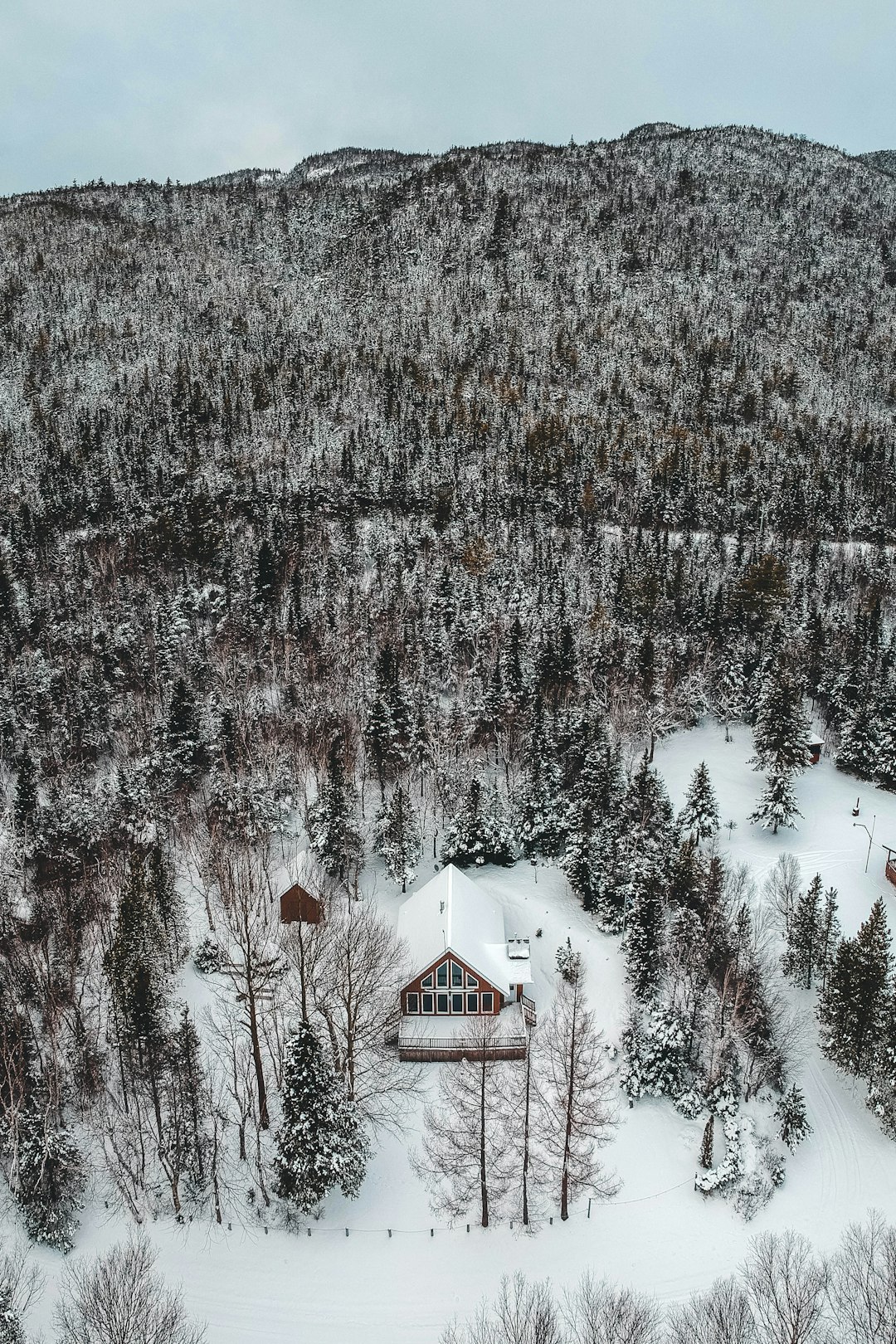 aerial photo of green trees