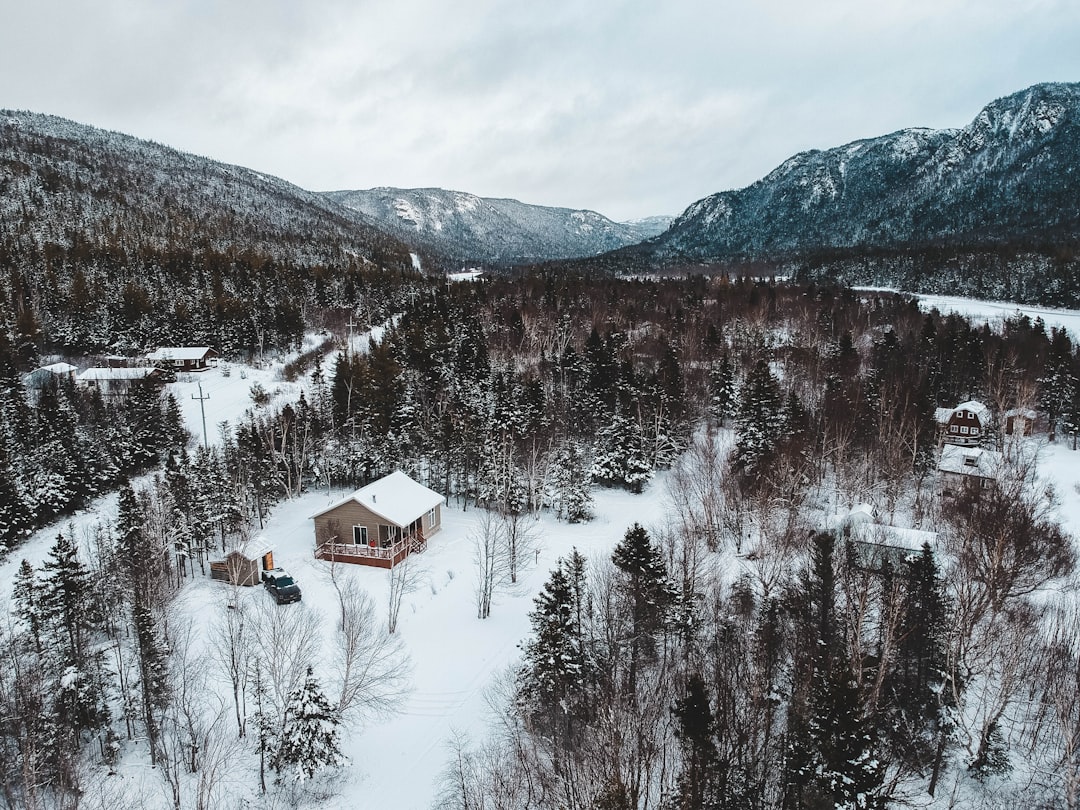 aerial photography of trees