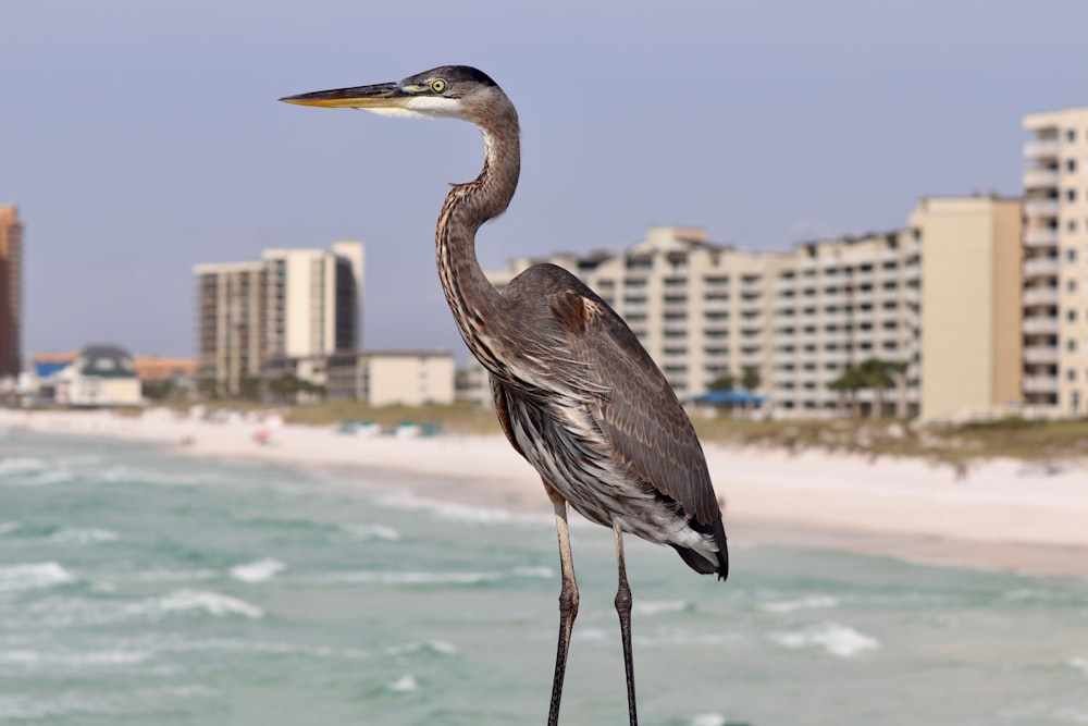 gray long-neck bird