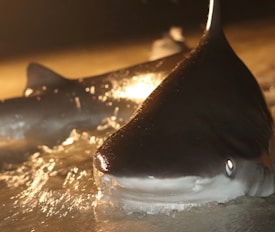 A close-up view of a shark swimming in shallow water, with its fin partially visible above the surface. The water reflects warm, golden light, creating a dramatic atmosphere.