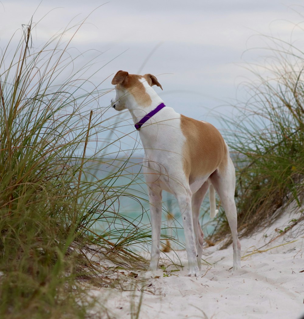 shallow focus photo short-coated brown and white dog