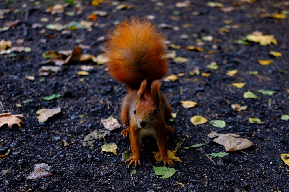 squirrel on soil