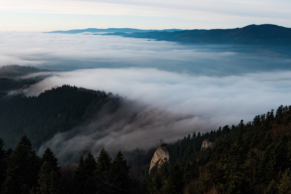 silhouette of trees under cloudy sky