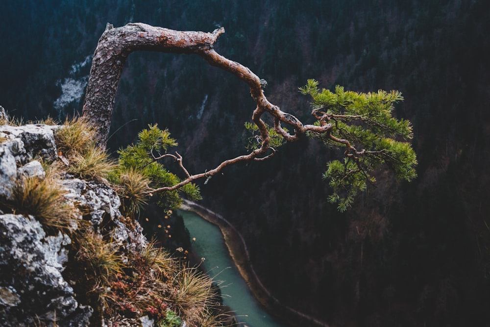 tree on cliff