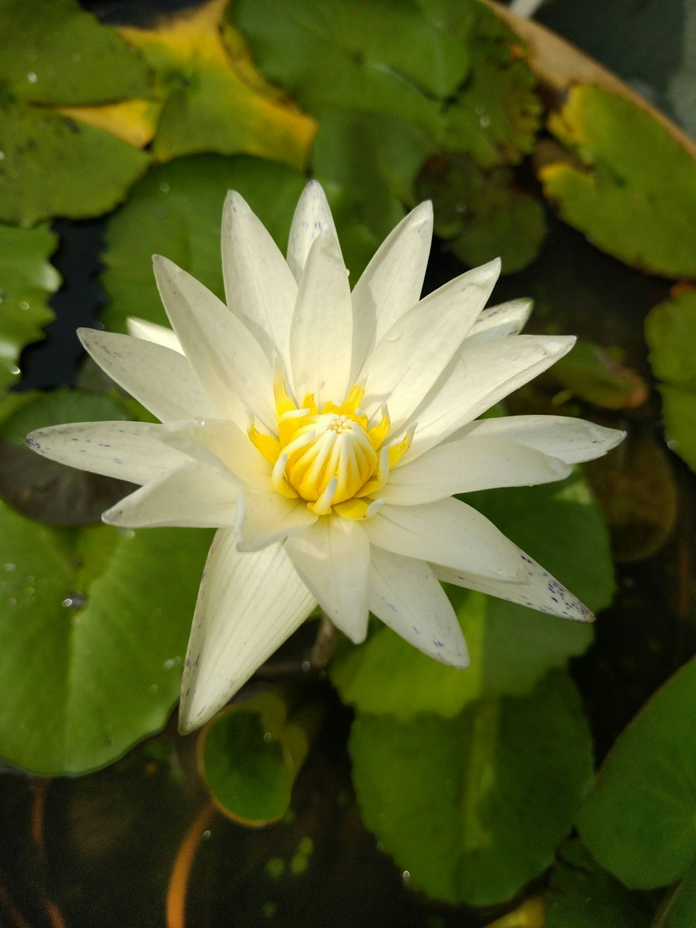 white and yellow lotus flower
