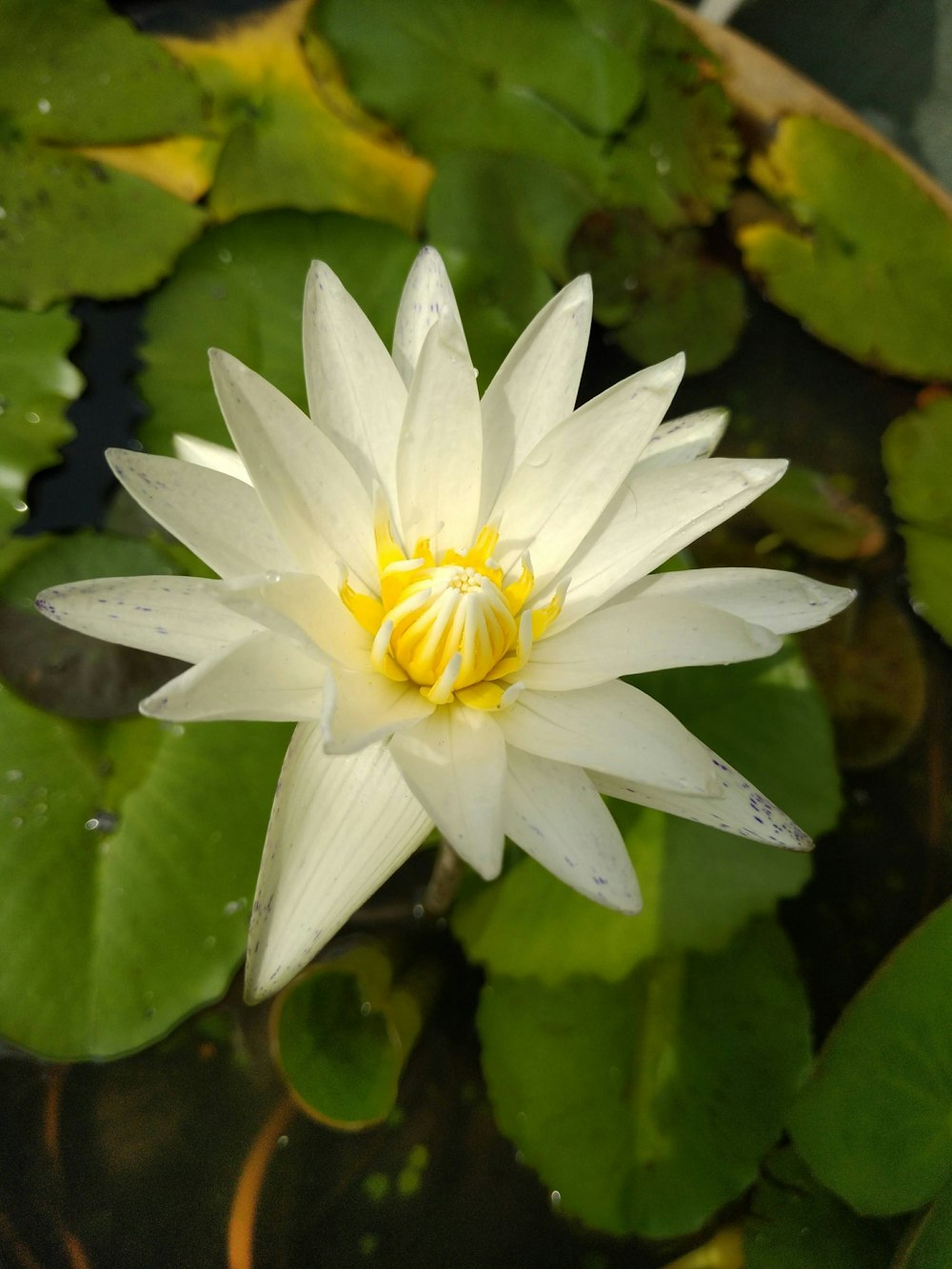 fleur de lotus blanc et jaune