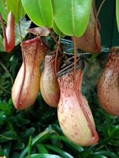 Several pitcher plants hang amidst lush green foliage. The plants exhibit large, bulbous pitchers with a pale yellow to reddish hue, adorned with speckled patterns. They feature long, slender vines connecting the pitchers to the main plant, with broad green leaves overhead, creating a dense and vibrant tropical scene.