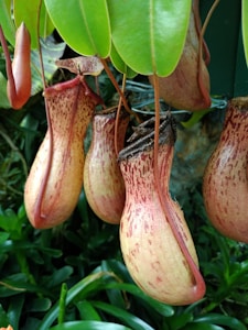 Several pitcher plants hang amidst lush green foliage. The plants exhibit large, bulbous pitchers with a pale yellow to reddish hue, adorned with speckled patterns. They feature long, slender vines connecting the pitchers to the main plant, with broad green leaves overhead, creating a dense and vibrant tropical scene.