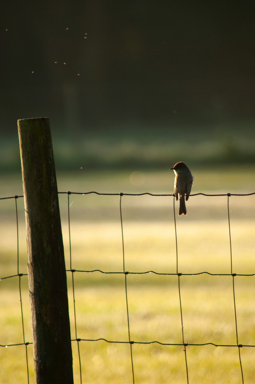 black bird on fence