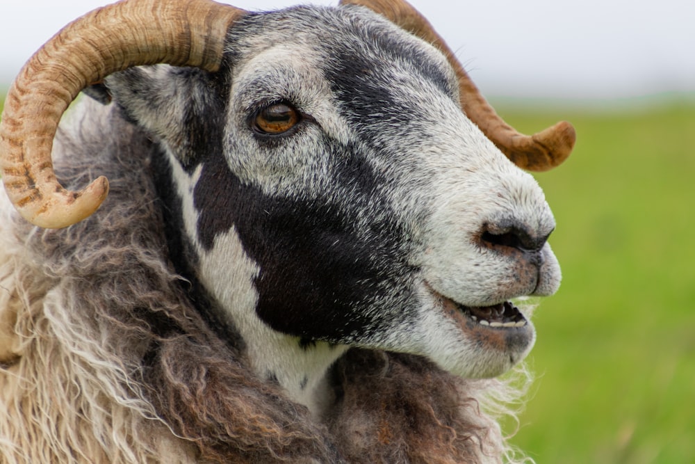 black and white goat