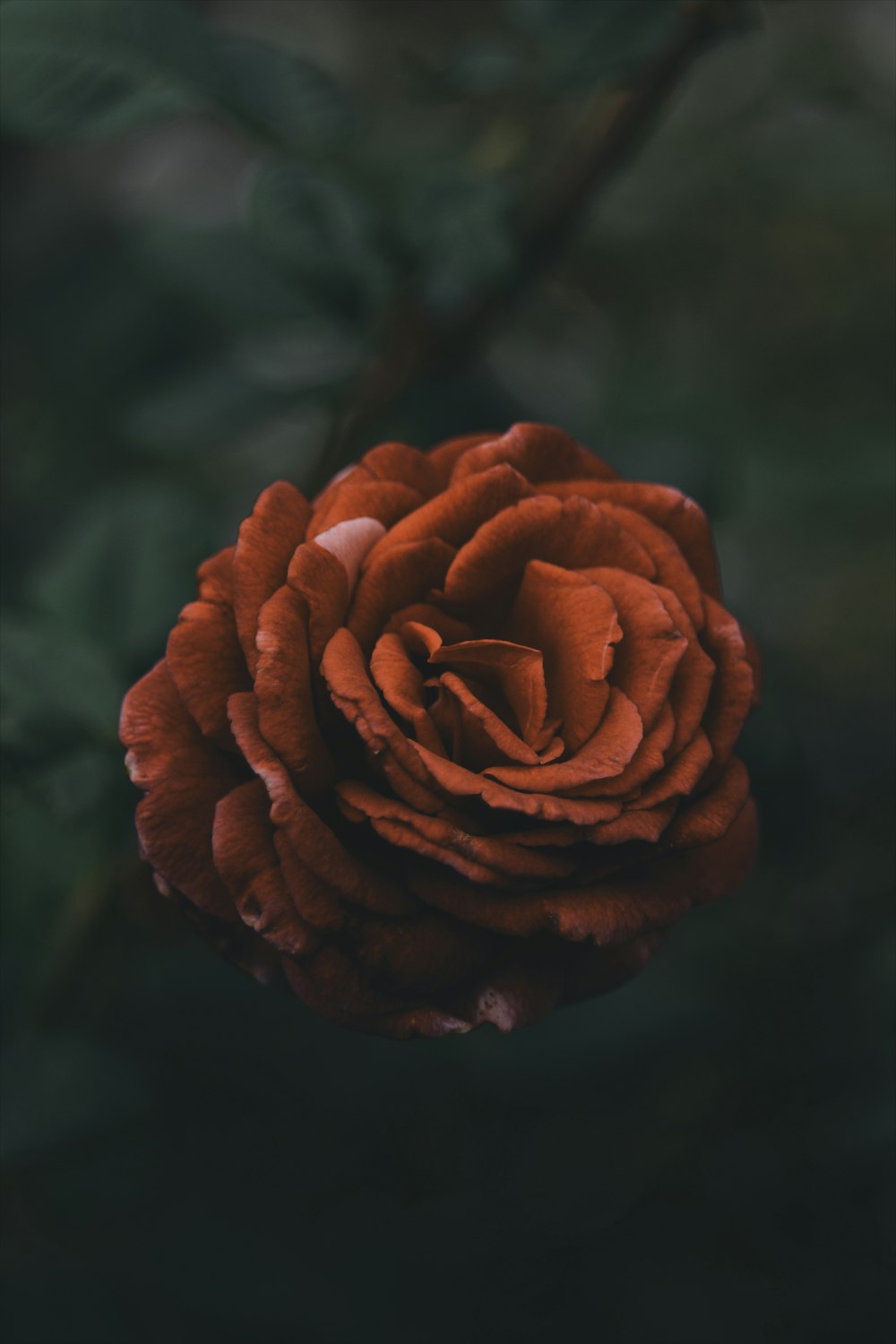 red-petaled flowers