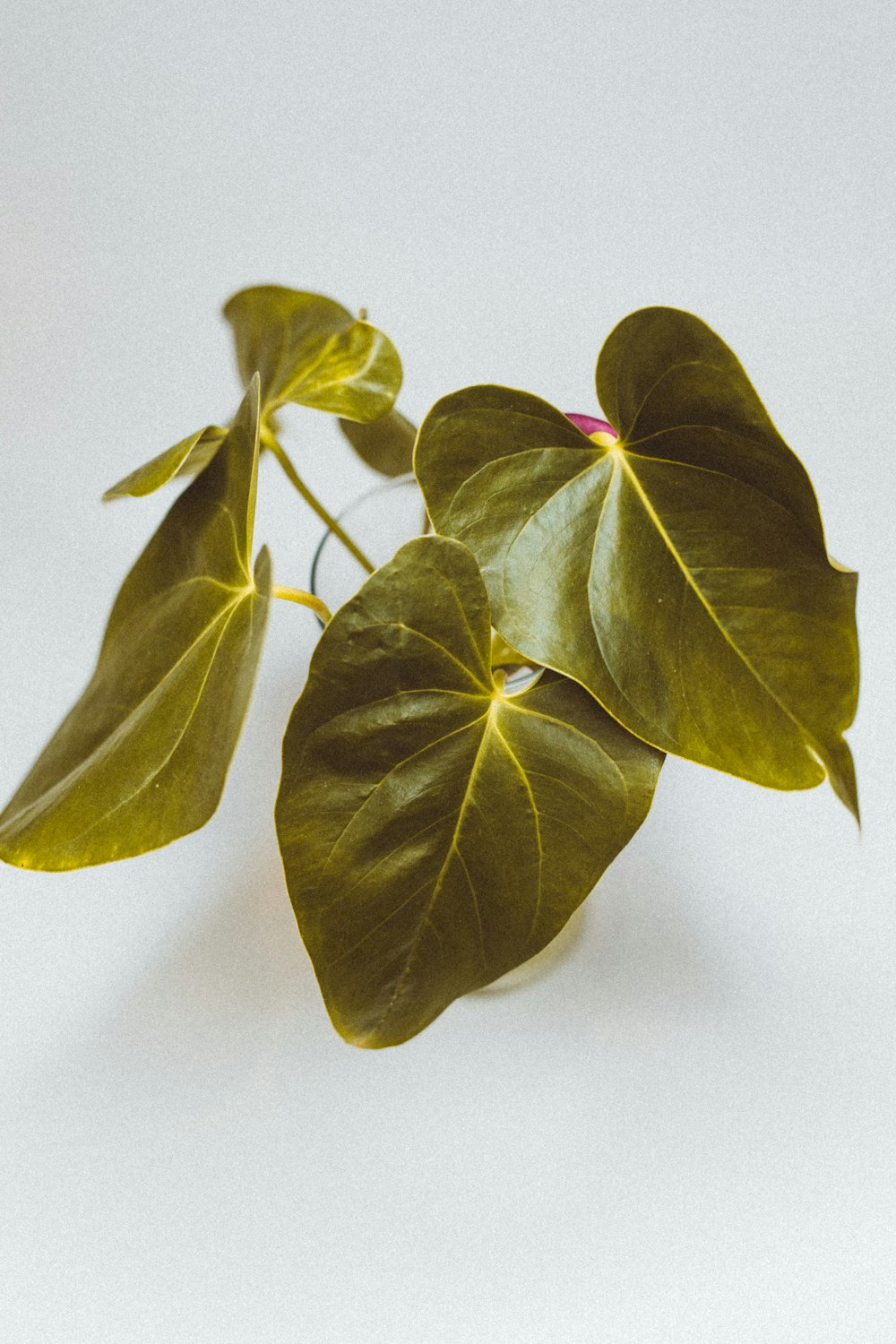 green leaf plants