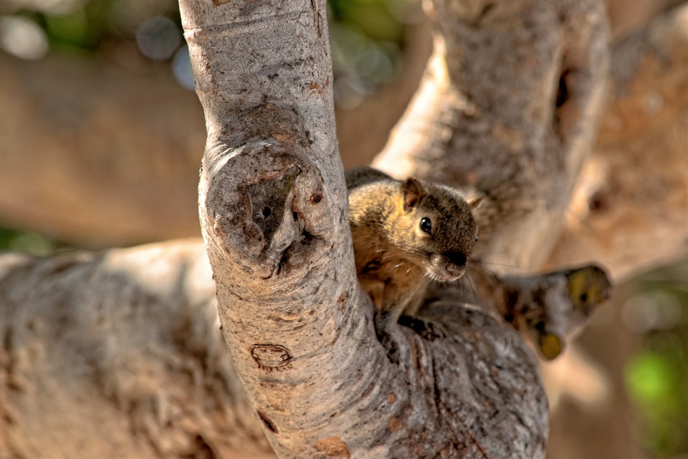 Photo de mise au point peu profonde d’un animal brun sur une branche d’arbre