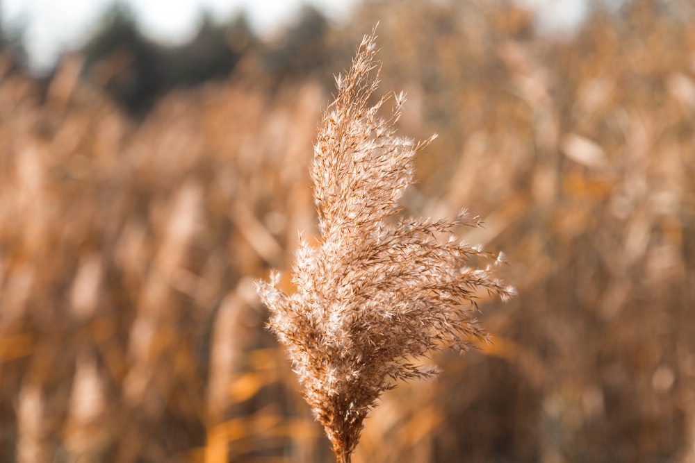 dried wheat