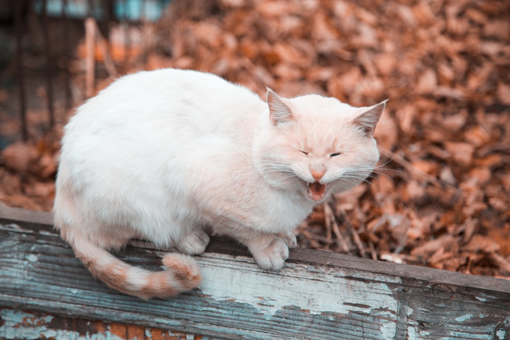 white cat on fence